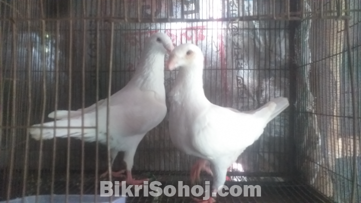 White beuti humair pair